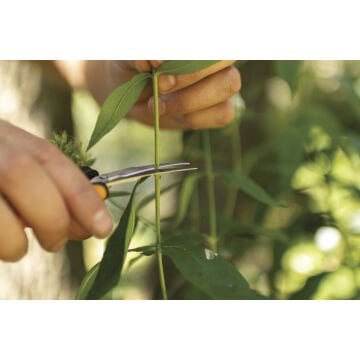 Fiskars 1063325 SP-160 Bitki ve Meyve Hasat Makası Eğik Uçlu