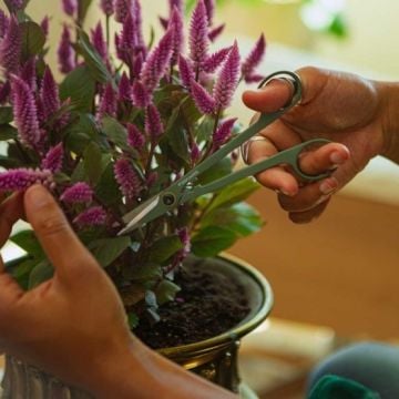 Fiskars 1075315 Kutulu İnce Uçlu Bitki Bakım Makası