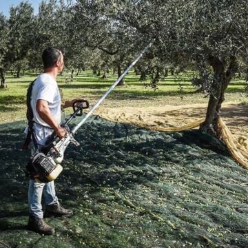 Cifarelli SC 800 Zeytin Silkeleme Makinesi