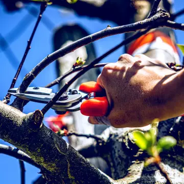 LÖWE 6.107 Örs Budama Makası